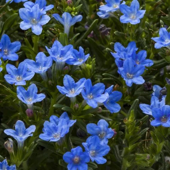 Lithodora diffusa 'Sky Blue'