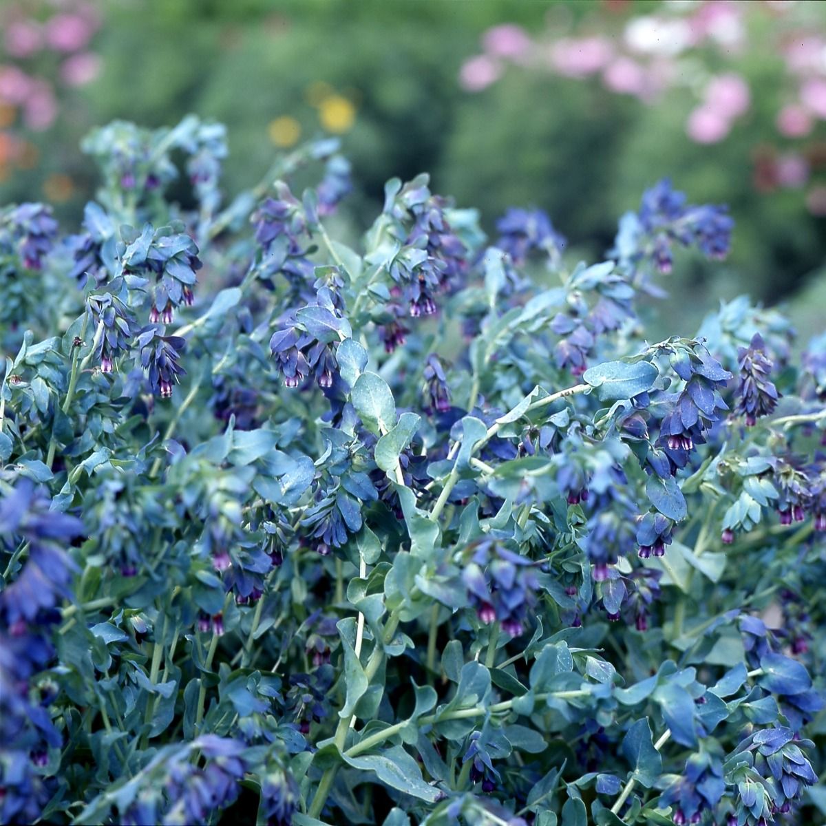 Cerinthe major purpurascens 'Kiwi Blue' - In Bud & Bloom