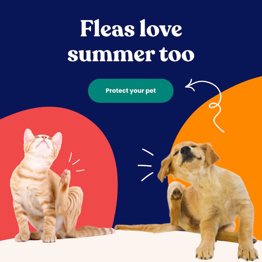 Fleas love summer too
