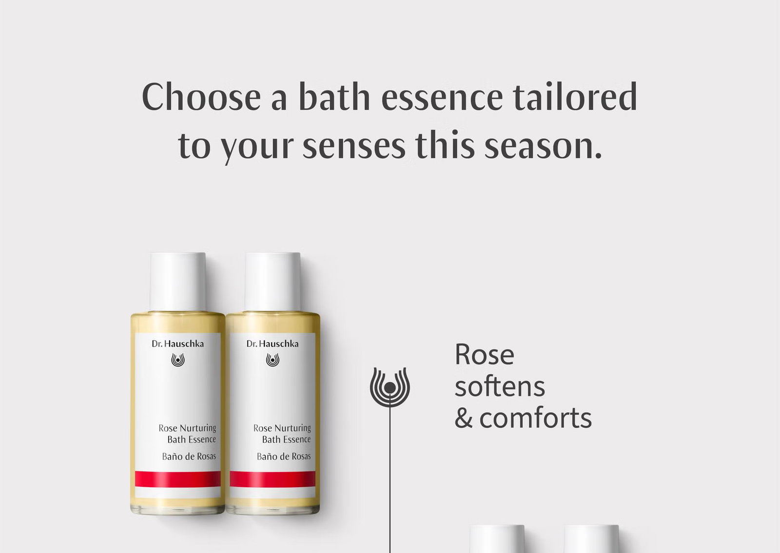 Rose softens & comforts