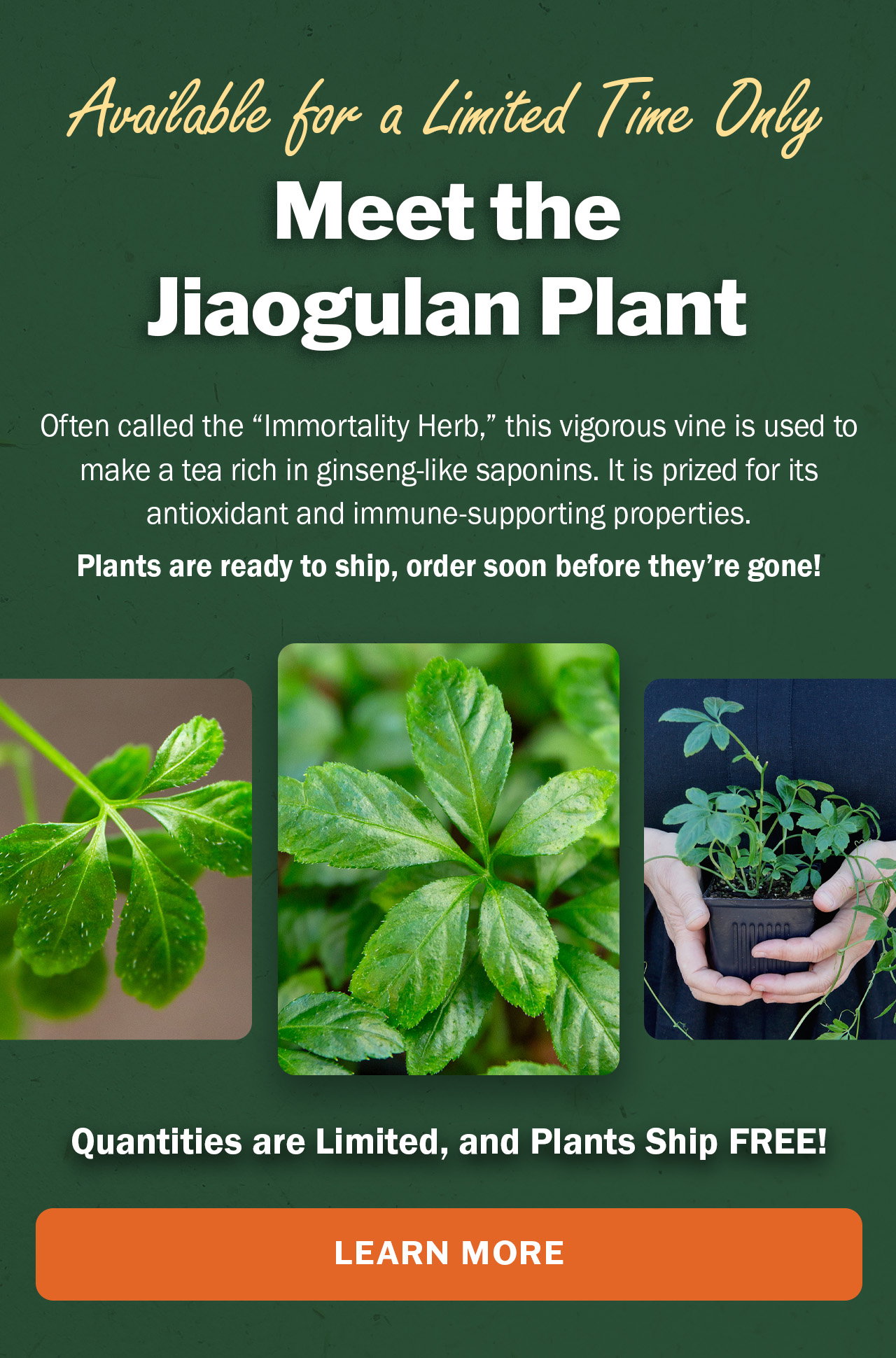 Order Jiaogulan