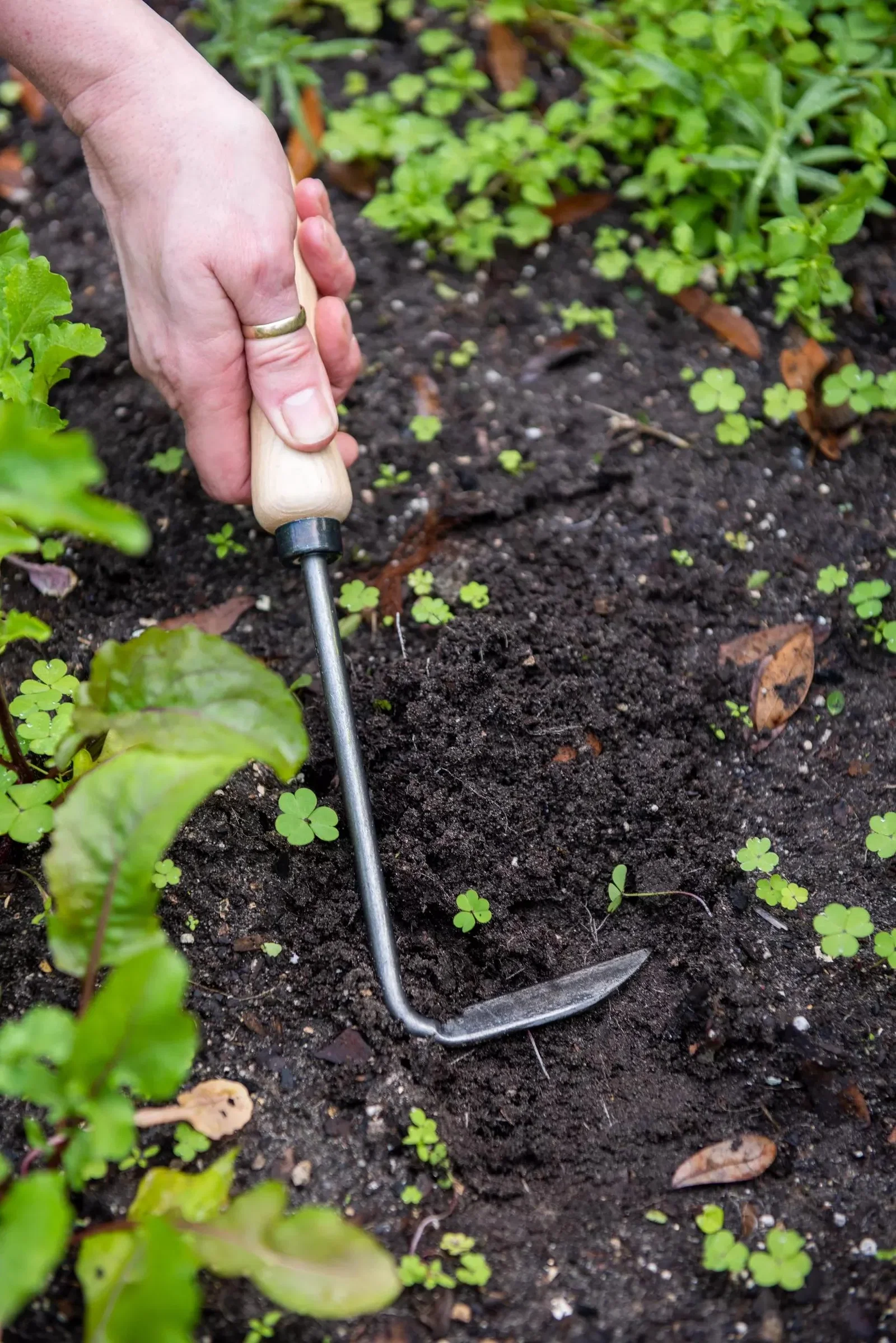 Image of Gardener's Lifetime Cape Cod Weeder, Right-Handed