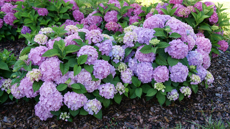 Let's Dance® Sky View® Mountain Hydrangea plant on display with pink/purple blooms and deep green leaves.