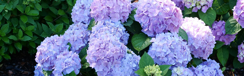 Close-up of the blue/purple flowers with green leaves of the Let's Dance® Sky View® Mountain Hydrangea