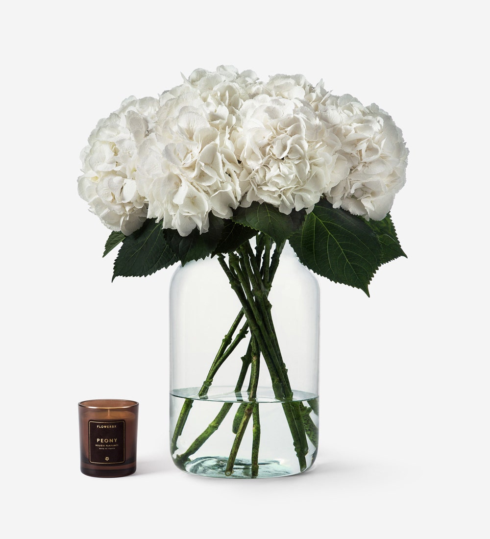 Cloud White Hydrangea