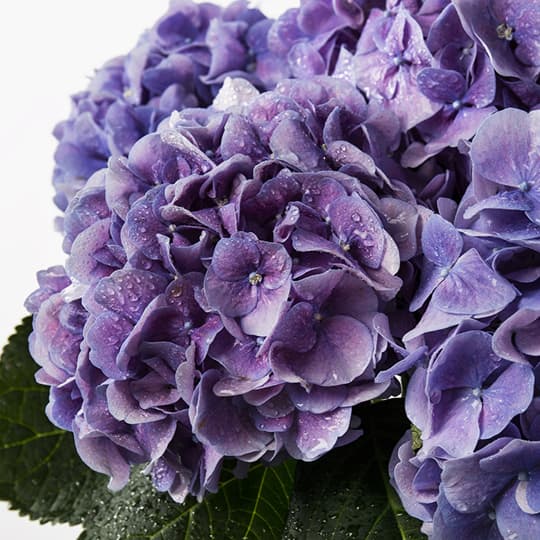 Hydrangea Care Guide