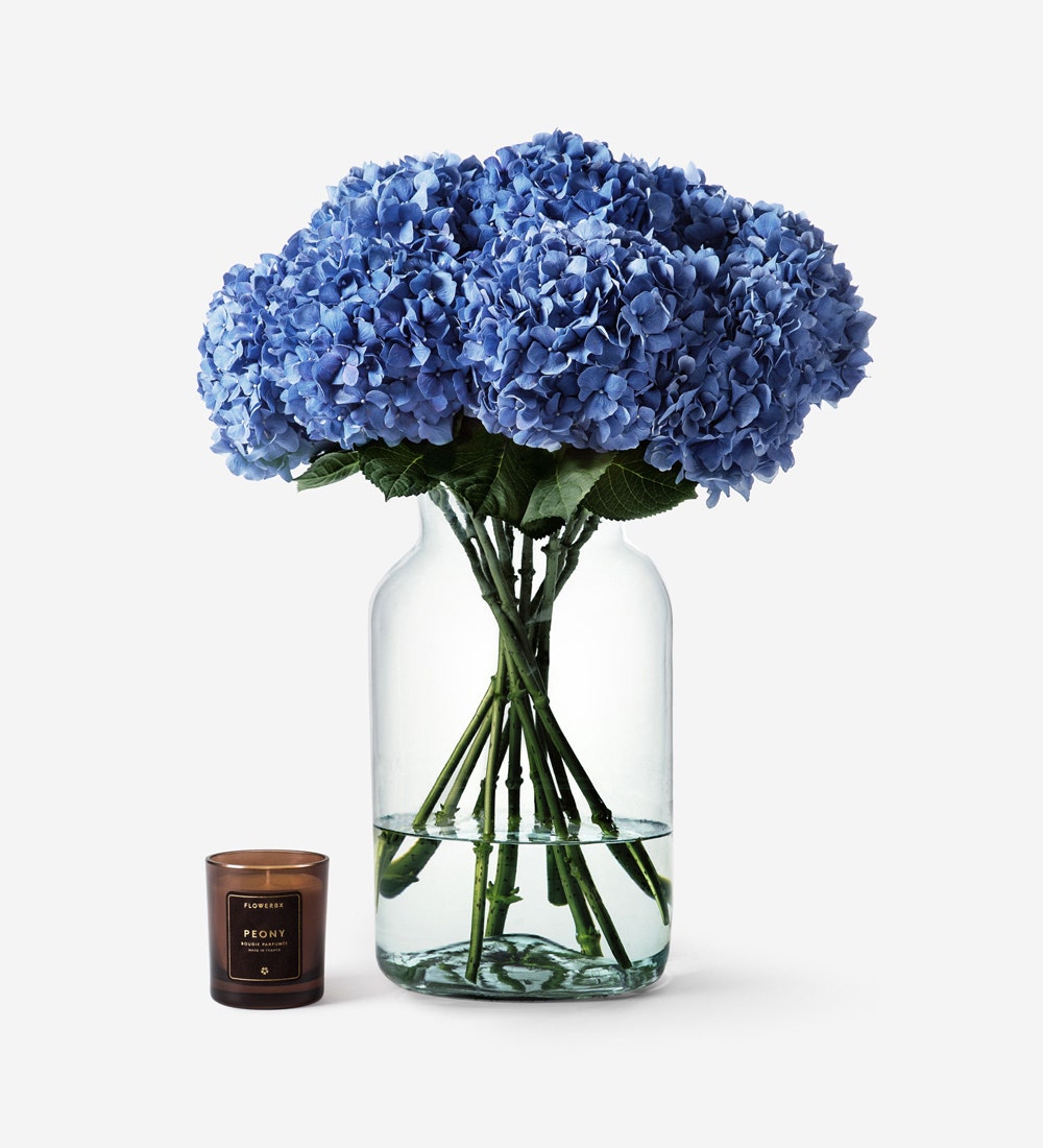 Sky Blue Hydrangea