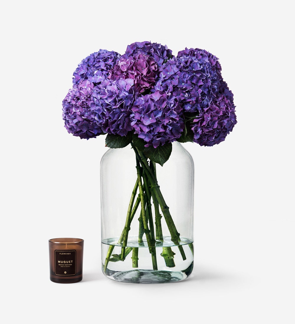 Pale Plum Hydrangea