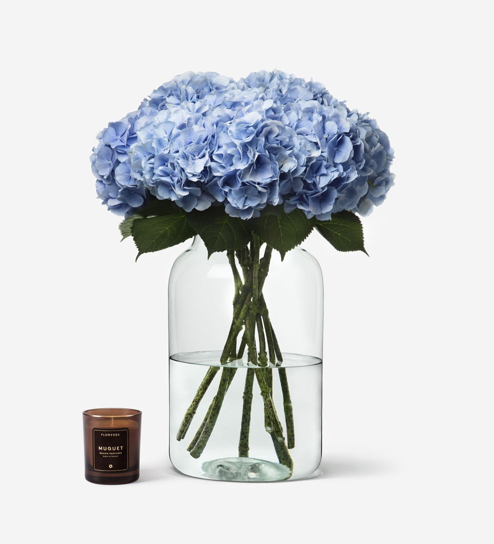 Baby Blue Hydrangea