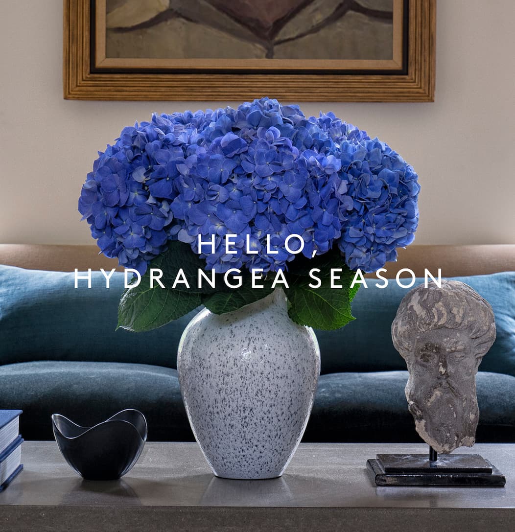 Hydrangeas
