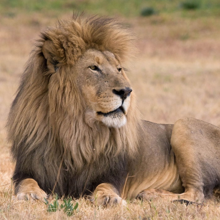 Best of South Africa