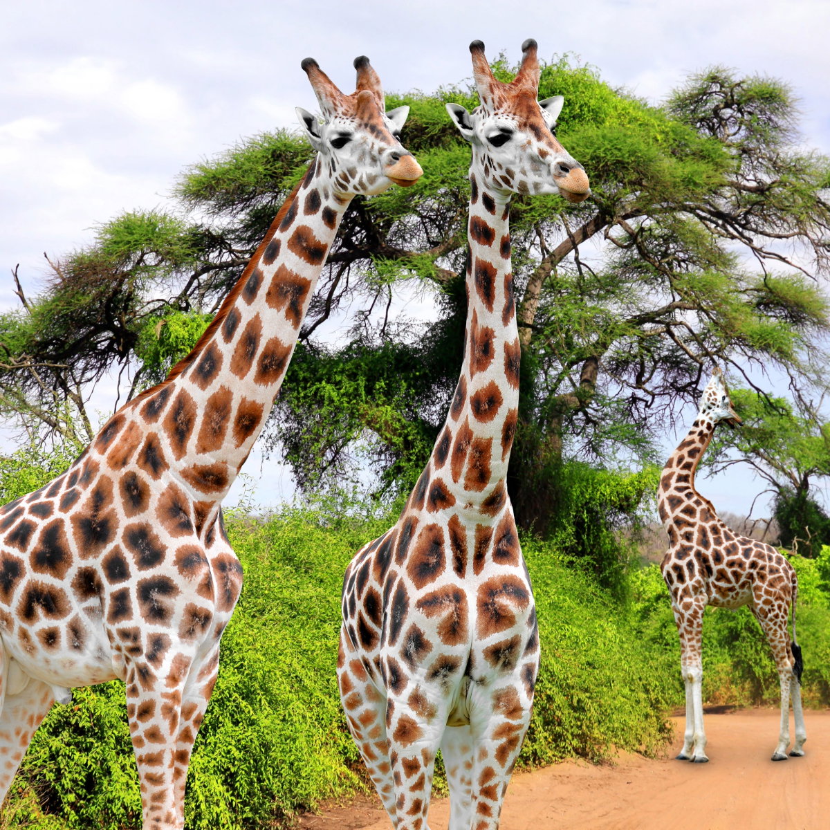 Giraffes, Kruger National Park