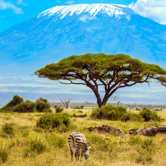 Tanzania Safari