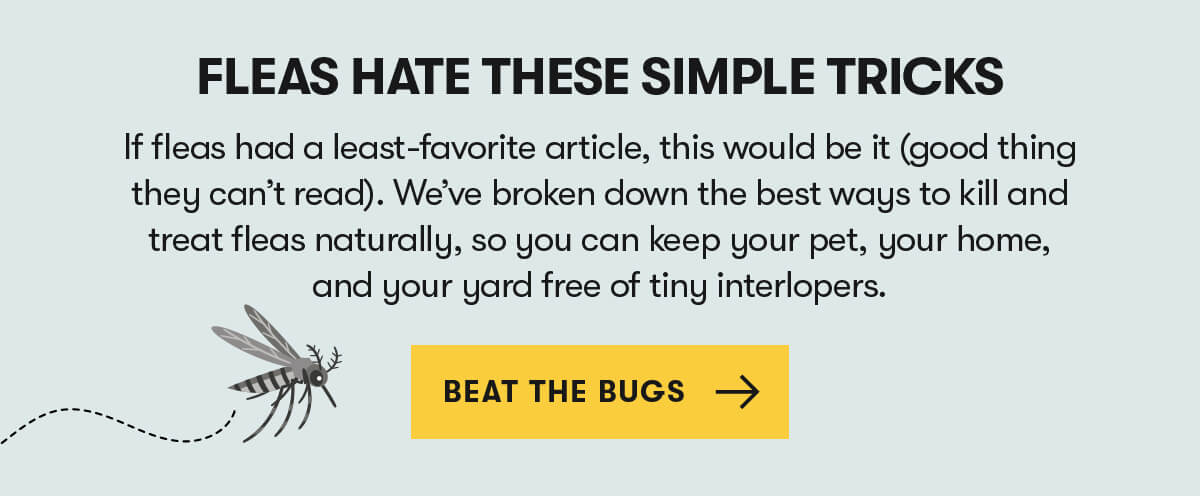 Fleas Hate These Simple Tricks