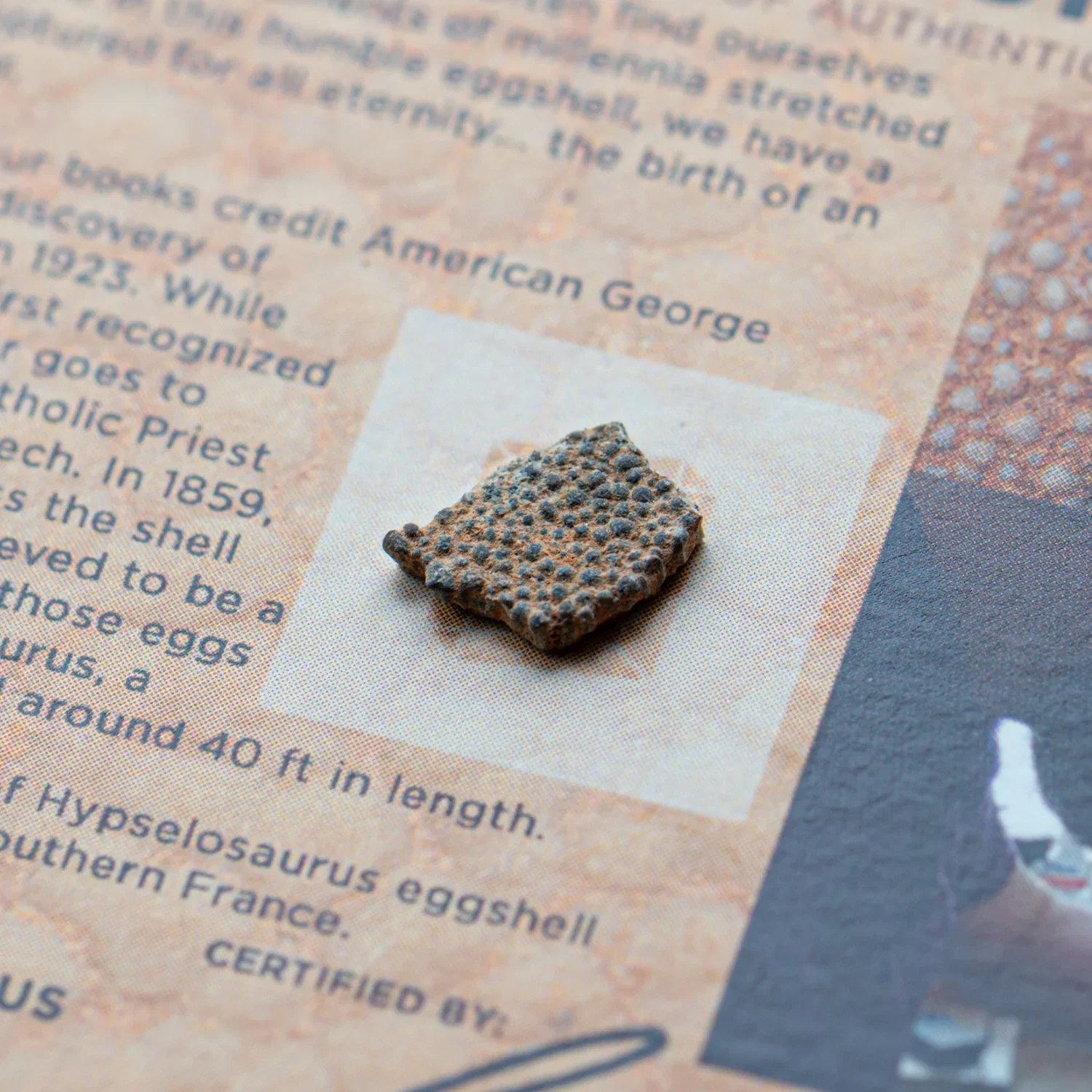Image of Dinosaur Eggshell - Card Display - Authentic Fossil