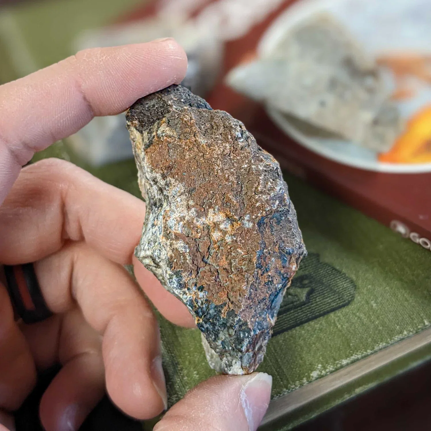Image of Dinosaur Dung (Coprolite) - Classic Riker Box Specimen