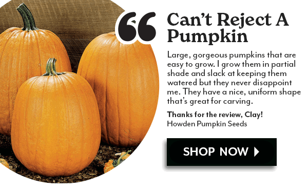 Howden Pumpkin Seeds