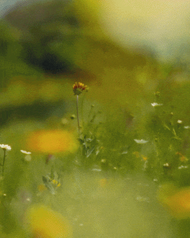 HIGH SUMMER 26