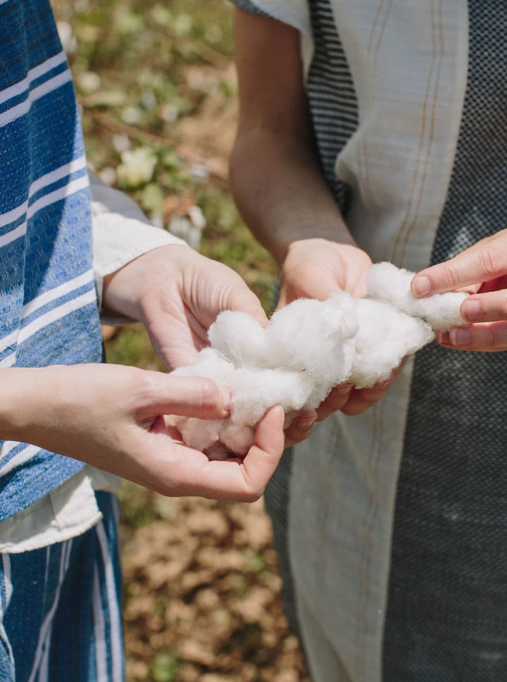 hands holding organic cotton