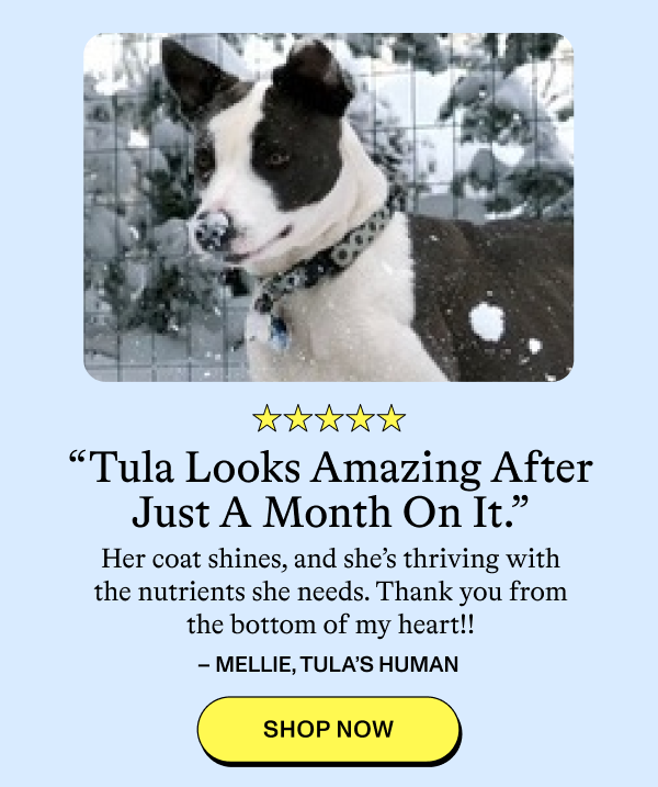 “Tula Looks Amazing After Just A Month On It.”  Her coat shines, and she’s thriving with the nutrients she needs. Thank you from the bottom of my heart!!  – MELLIE, TULA’S HUMAN  [SHOP NOW]