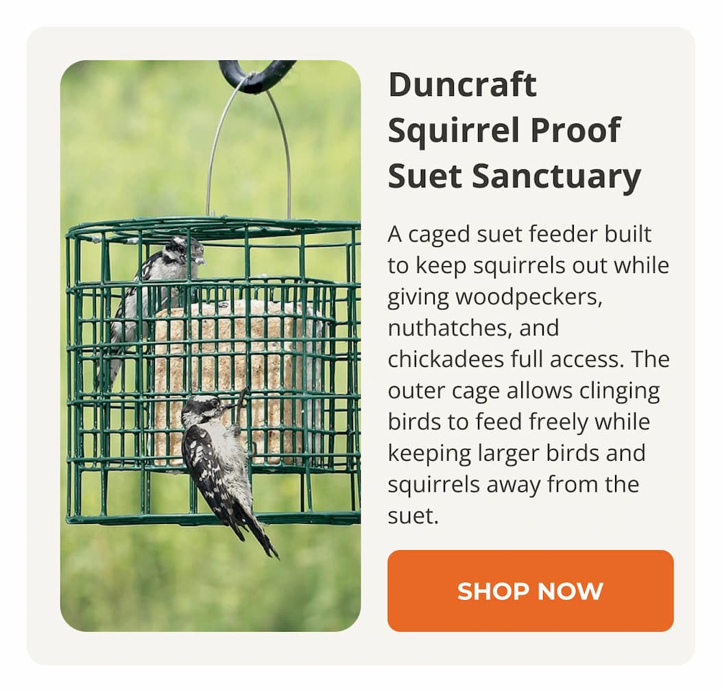 Duncraft Squirrel Proof