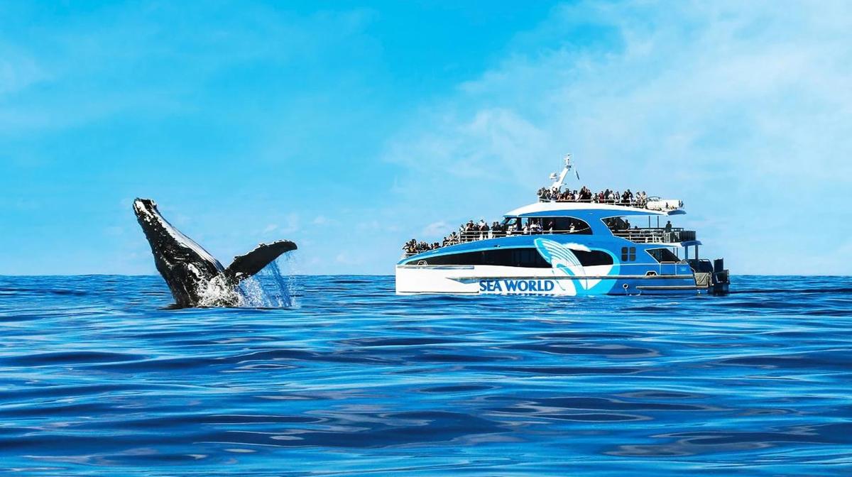 Embark on a Whale Watching Adventure with 100% Whale Sighting Guarantee