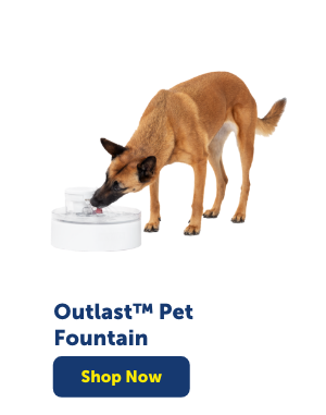 Shop Outlast Pet Fountain