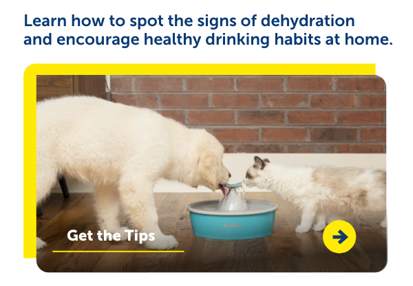Learn how to spot the signs of dehydration and encourage healthy drinking habits at home.