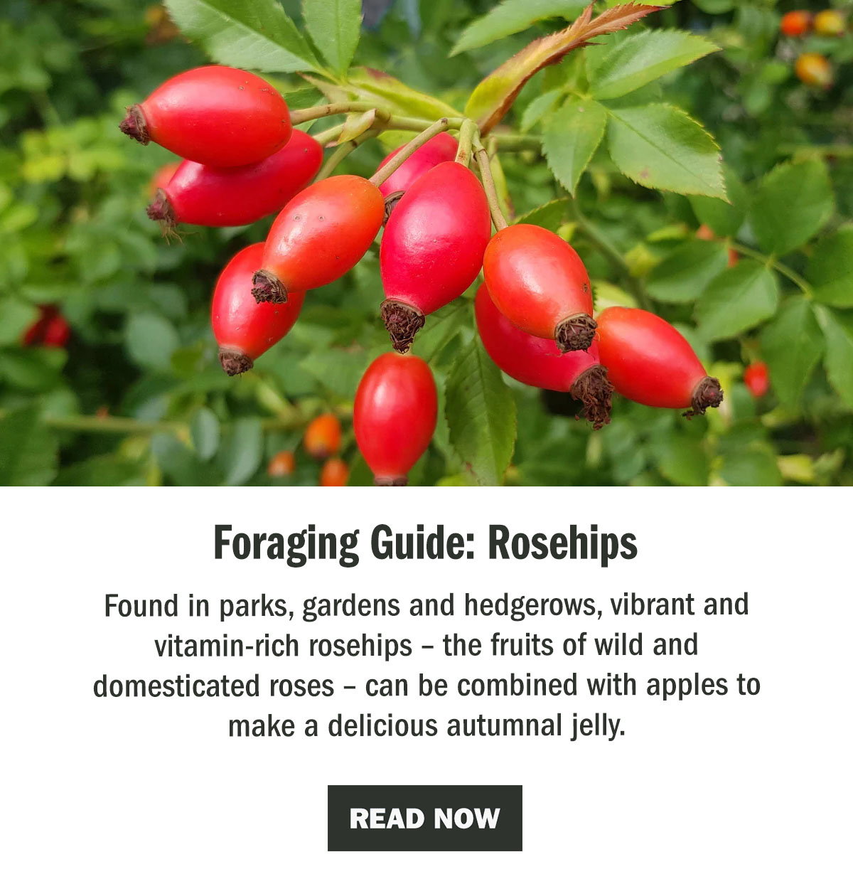 Foraging Guide: Rosehips | The WildBounds Journal