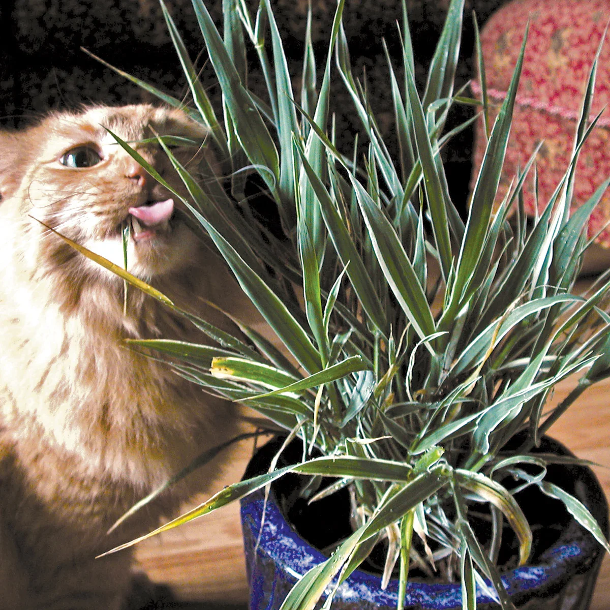 Image of Variegated Cat Grass