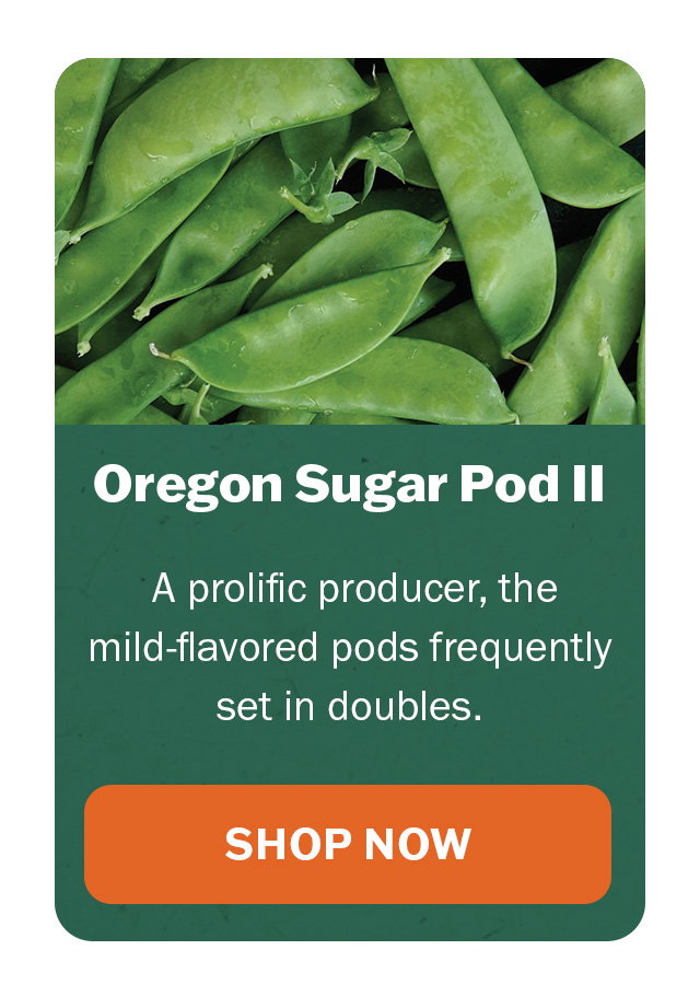Oregon Sugar Pod II Pea
