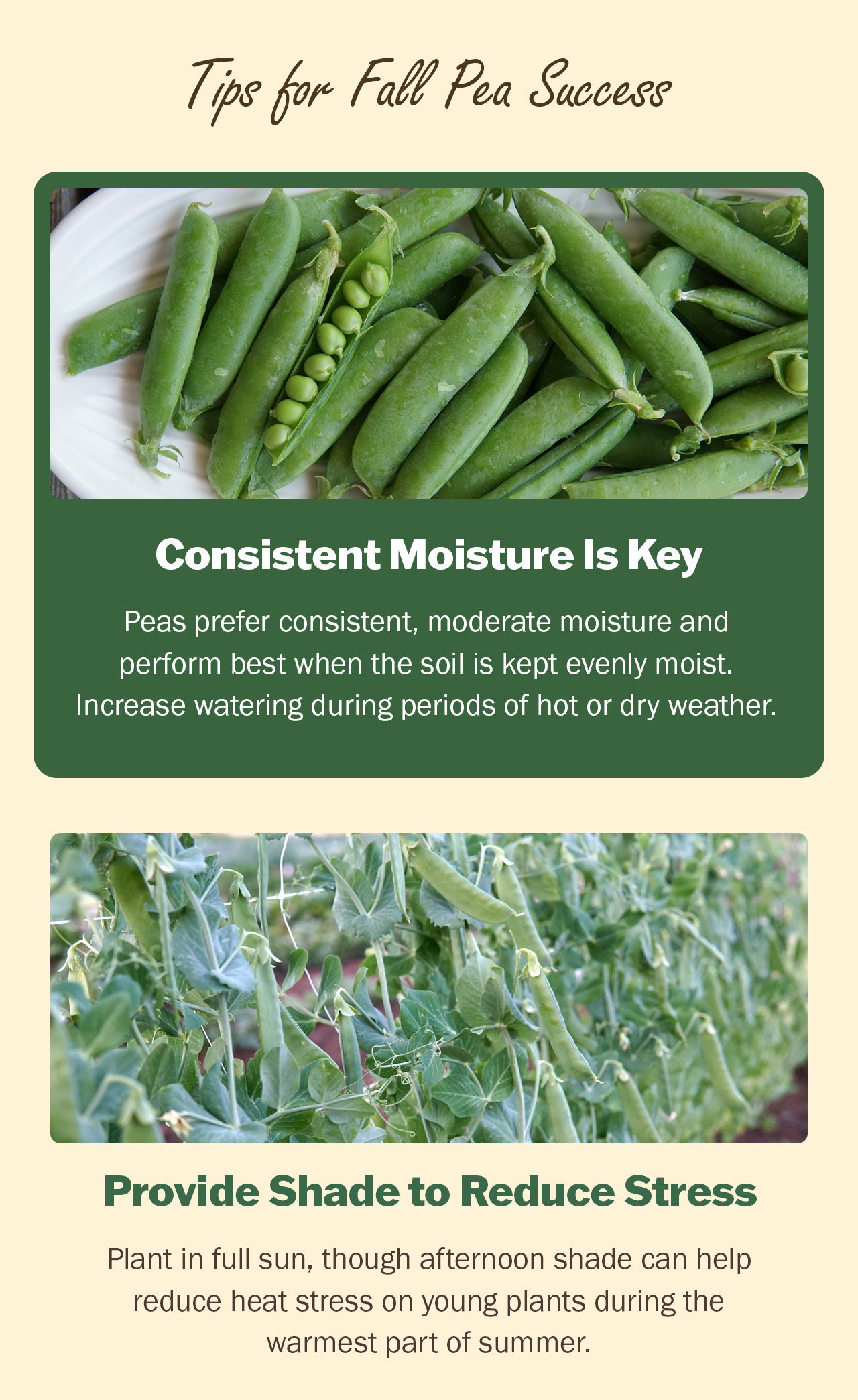 Shop our pea selection