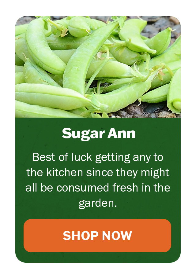 Sugar Ann Pea