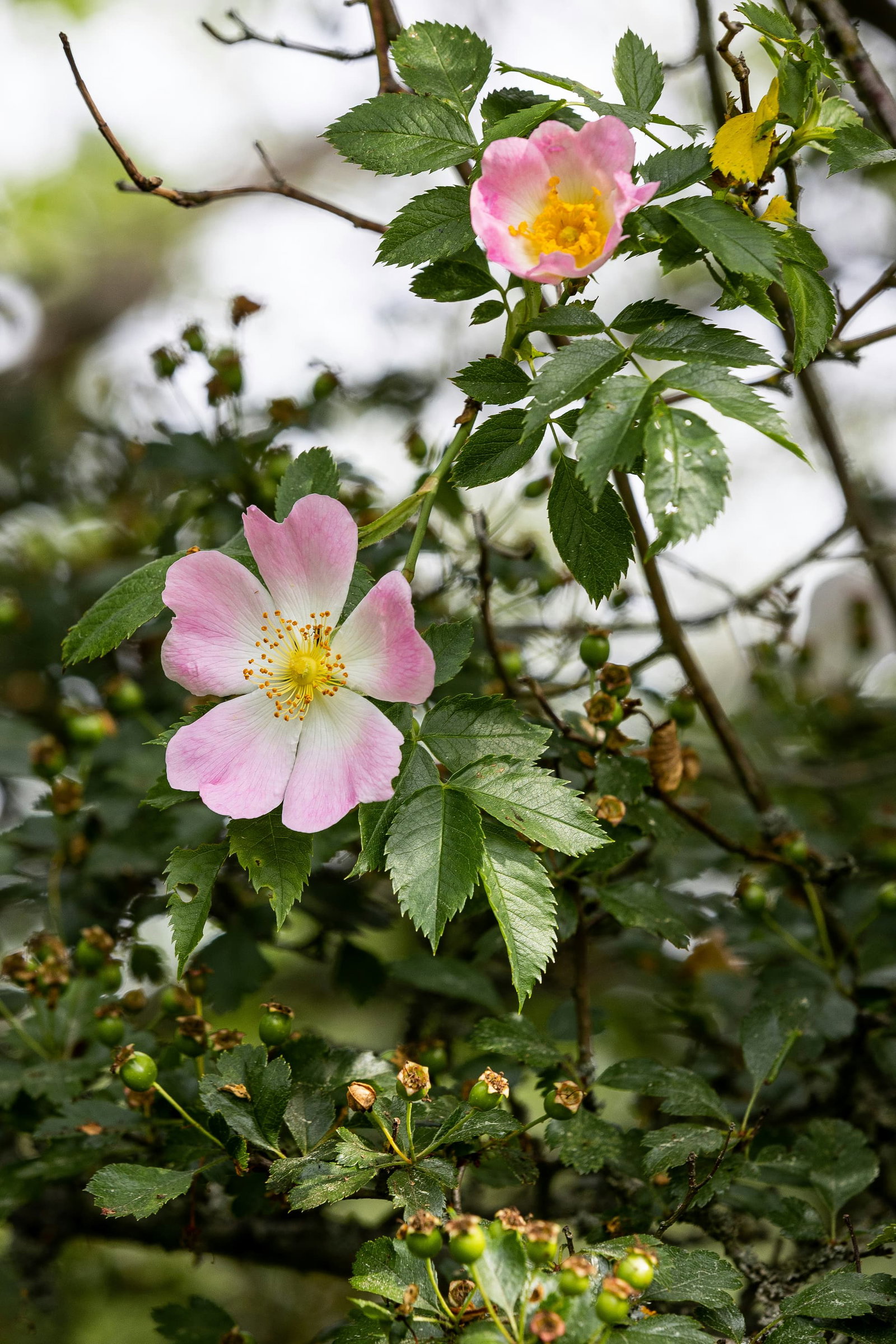 Swedish wild rose in soft lighting