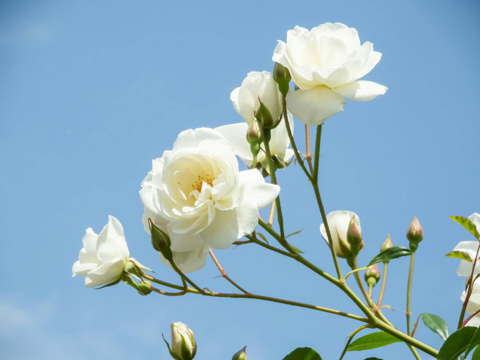 A white rose, reaching for the sun.