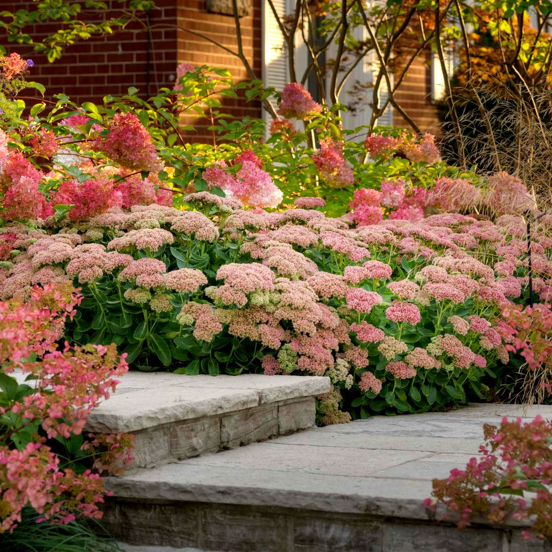 Autumn Joy Sedum