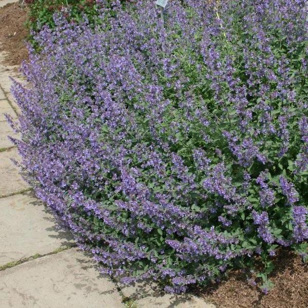 Walker’s Low Catmint