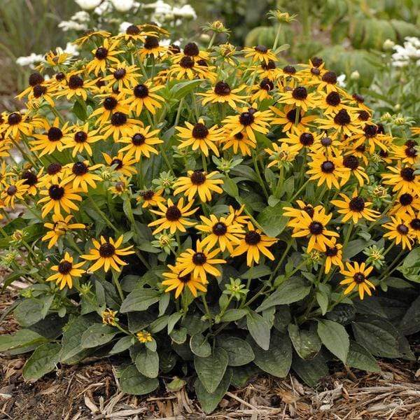 Goldsturm Black Eyed Susan