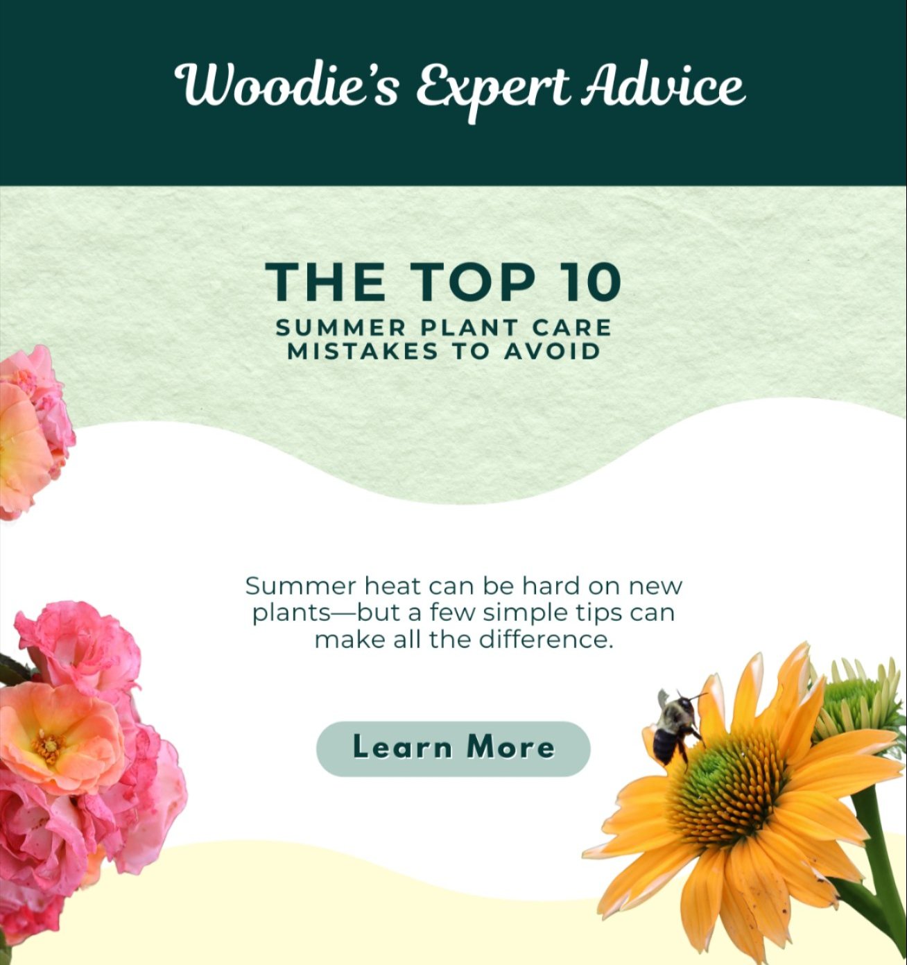 The 10 Summer Plant Care Mistakes to Avoid