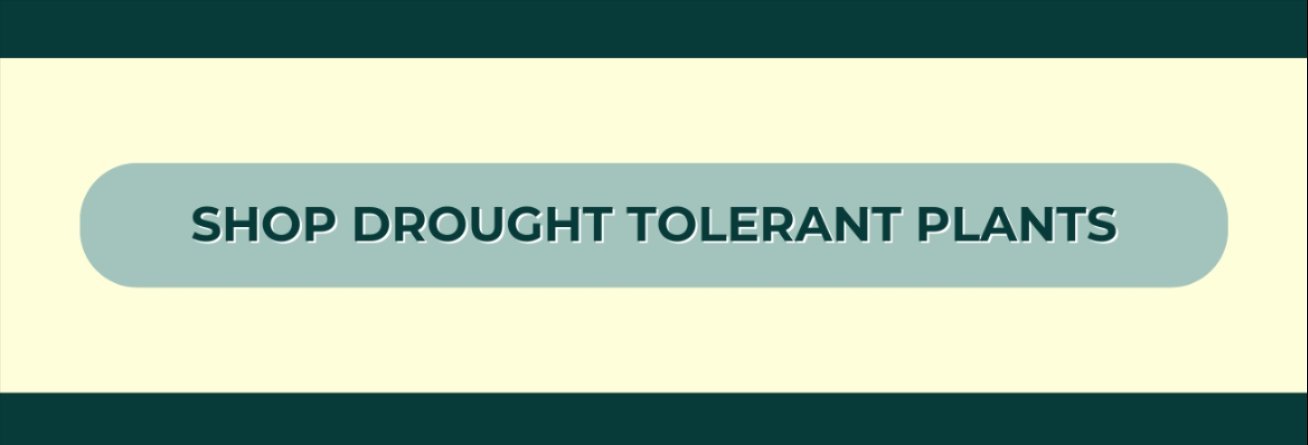 SHOP DROUGHT TOLERANT PLANTS