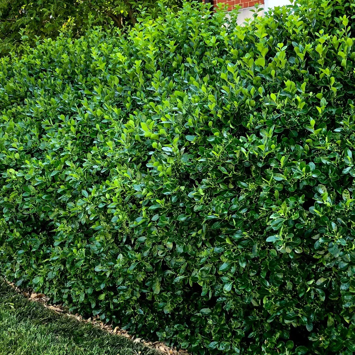 Manhattan Euonymus
