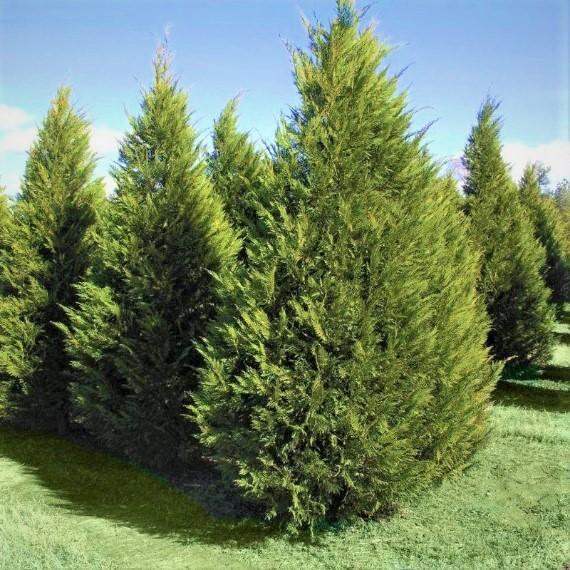 Leyland  Cypress