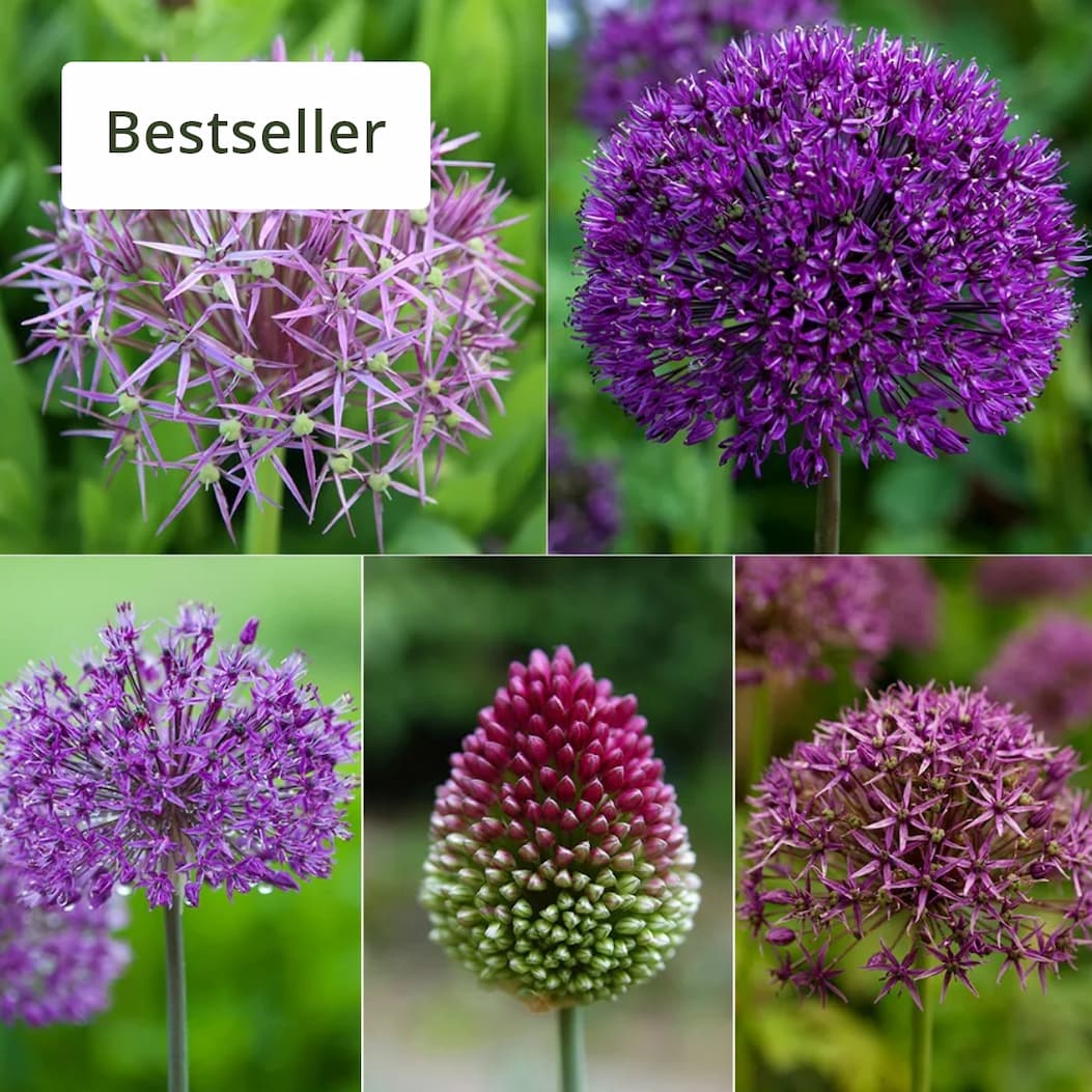 Pollinator friendly  Shades of purple - allium collection