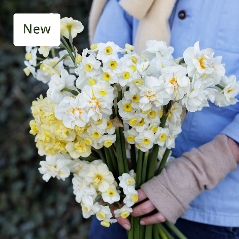 Richly perfumed  Scented daffodil collection
