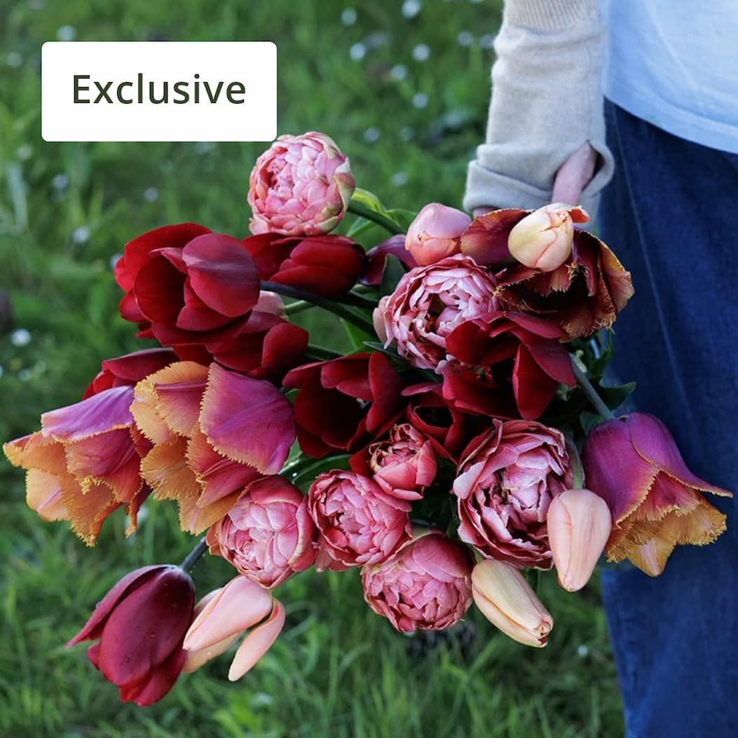 Burning embers tulip