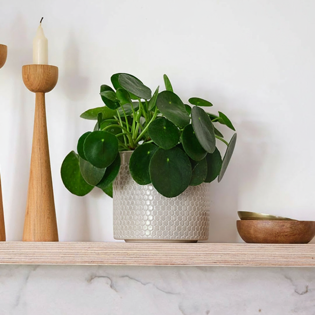 Chinese money plant & pot