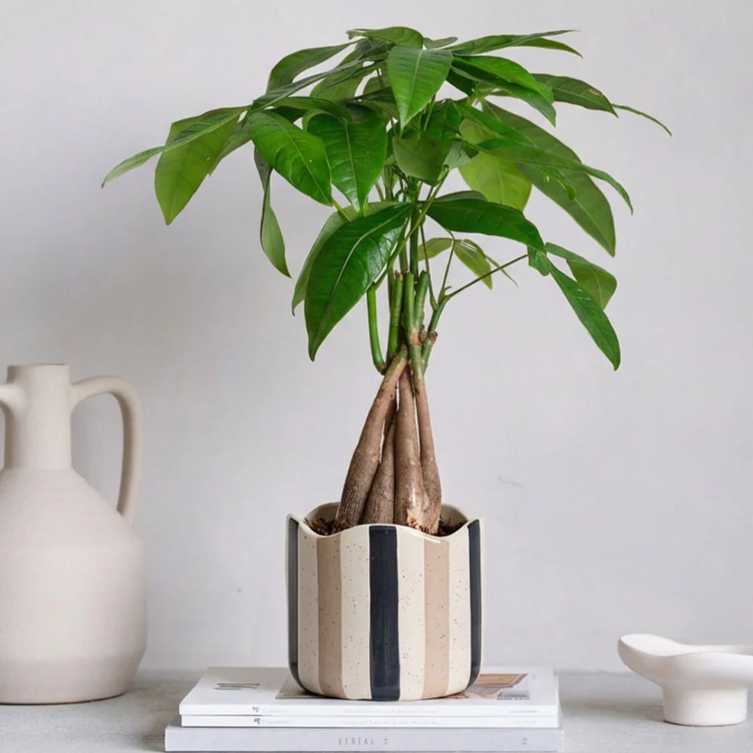 money tree & pot