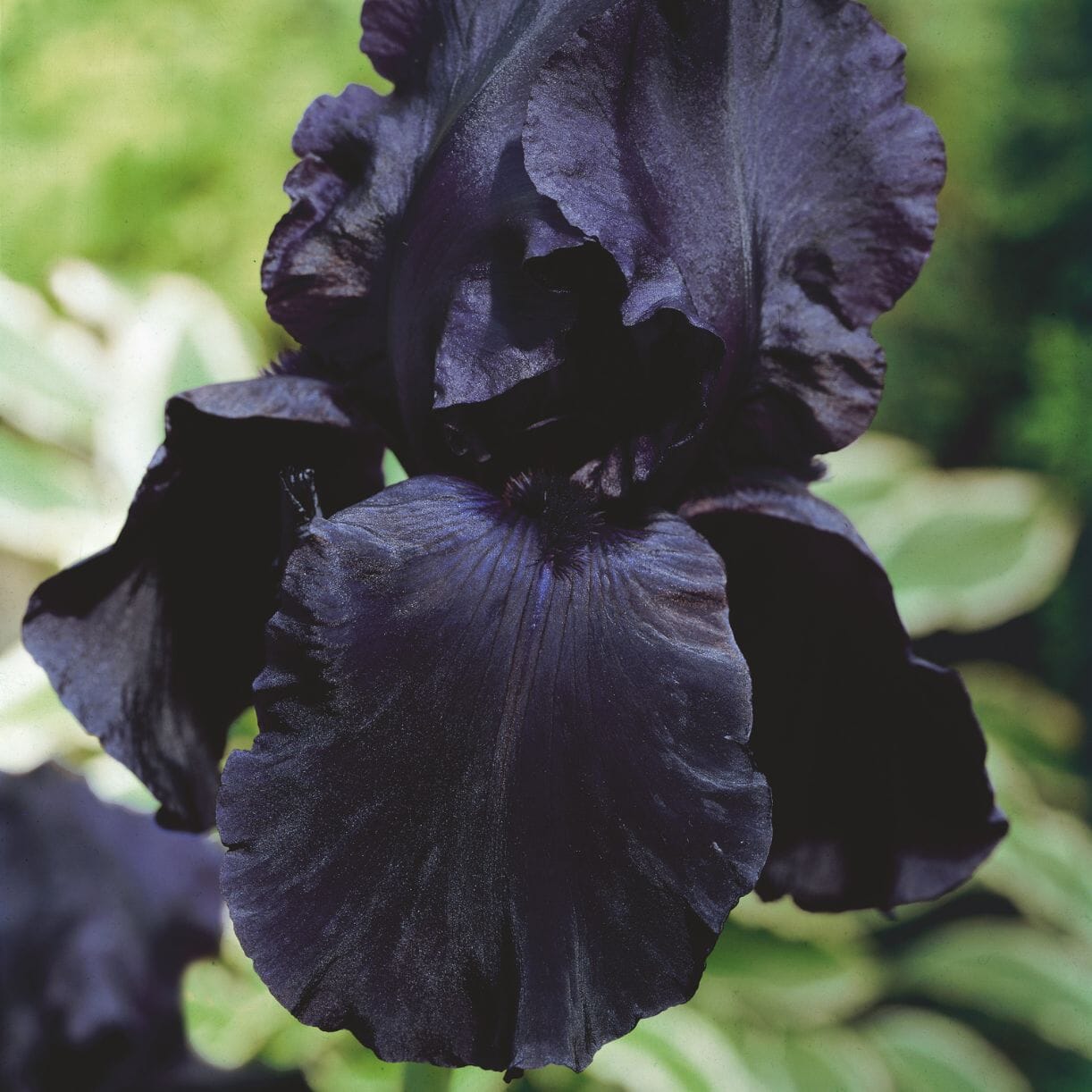 Bearded Iris Bulbs - Black