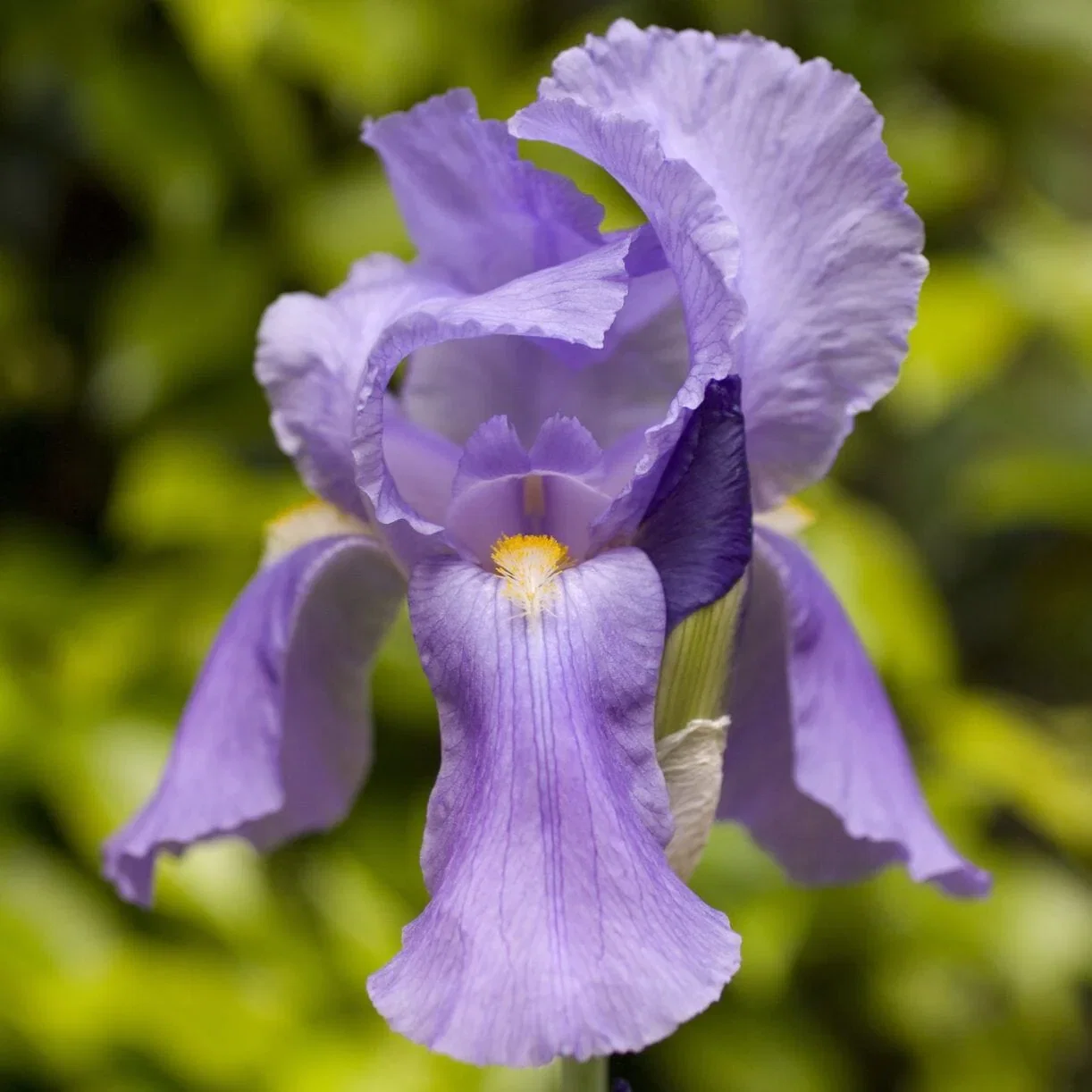 Bearded Iris Bulbs - Lavender