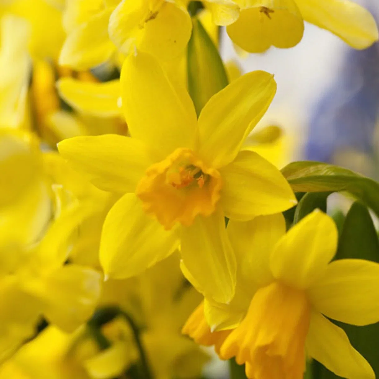 Daffodil Bulbs - Miniature Tete a Tete